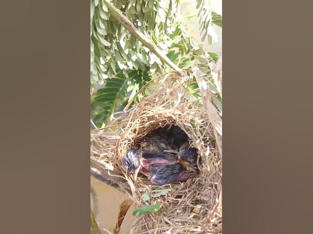 Video thumbnail for Babies Bird Cries Feed Eat (EP-102)  #birds #nature #birdfeeding #birdwatching