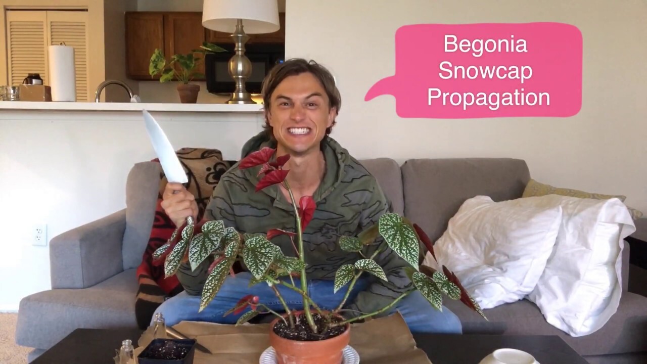 Video thumbnail for Begonia 'Snowcap': Stem and Leaf Propagation