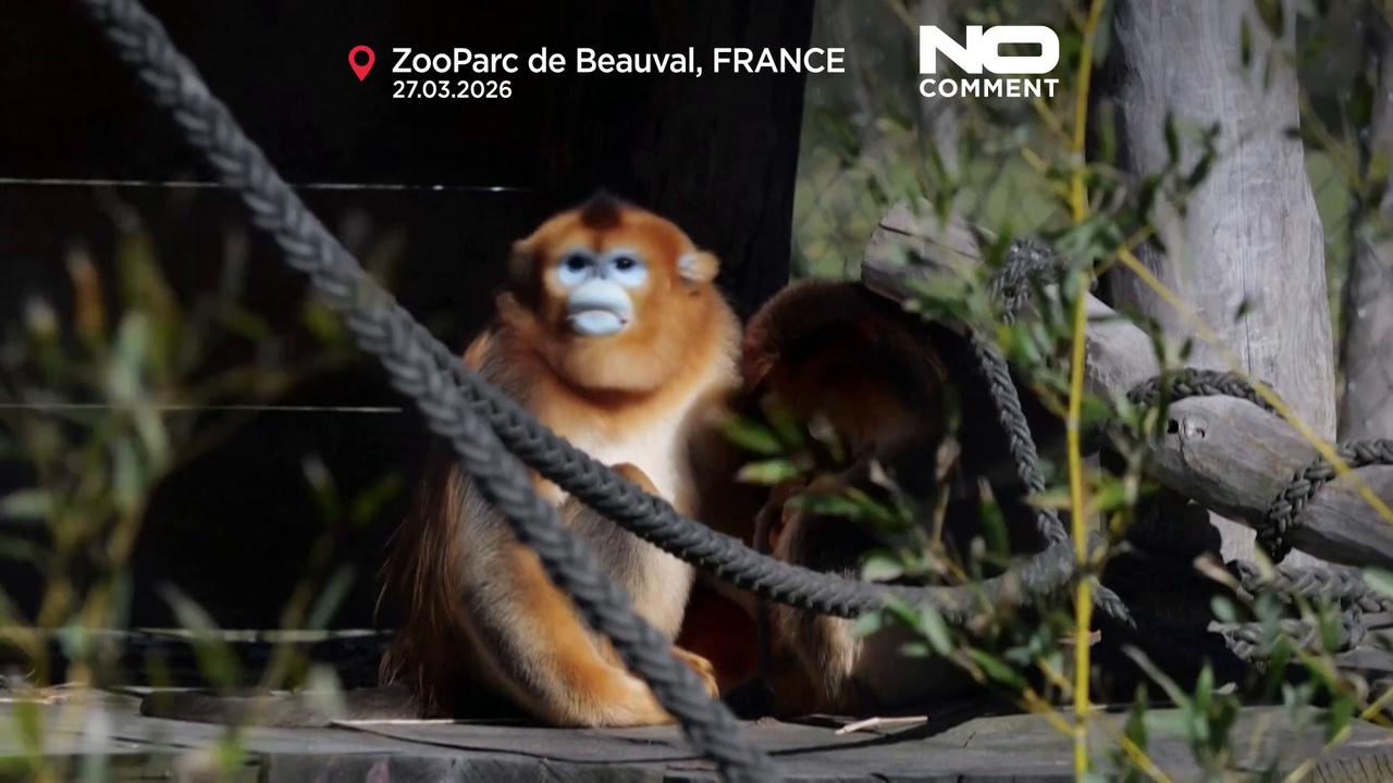 Video thumbnail for First golden snub‑nosed monkey born outside Asia makes debut at French zoo