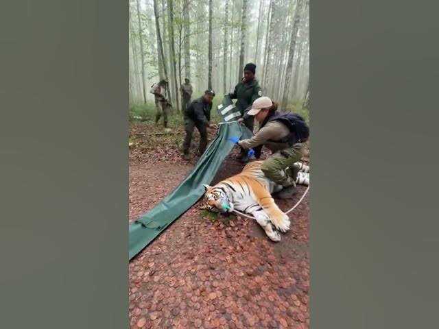 Video thumbnail for рдореМрдд рдХреЗ рдореБрдВрд╣ рд╕реЗ рд╡рд╛рдкрд╕реА тАУ рдЯрд╛рдЗрдЧрд░ рдХрд╛ рд╣реИрд░рд╛рди рдХрд░ рджреЗрдиреЗ рд╡рд╛рд▓рд╛ рд░реЗрд╕реНрдХреНрдпреВ ЁЯШ▒#AnimalRescue #TigerRescue #SaveTiger