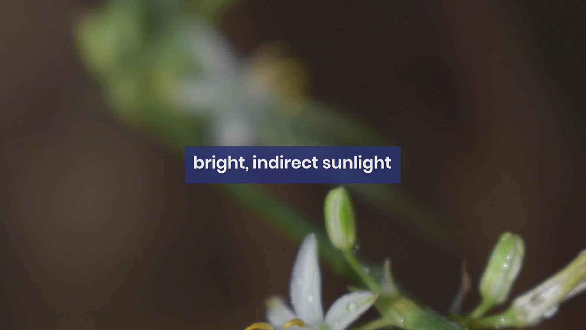 'Video thumbnail for How to Grow a Spider Plant'