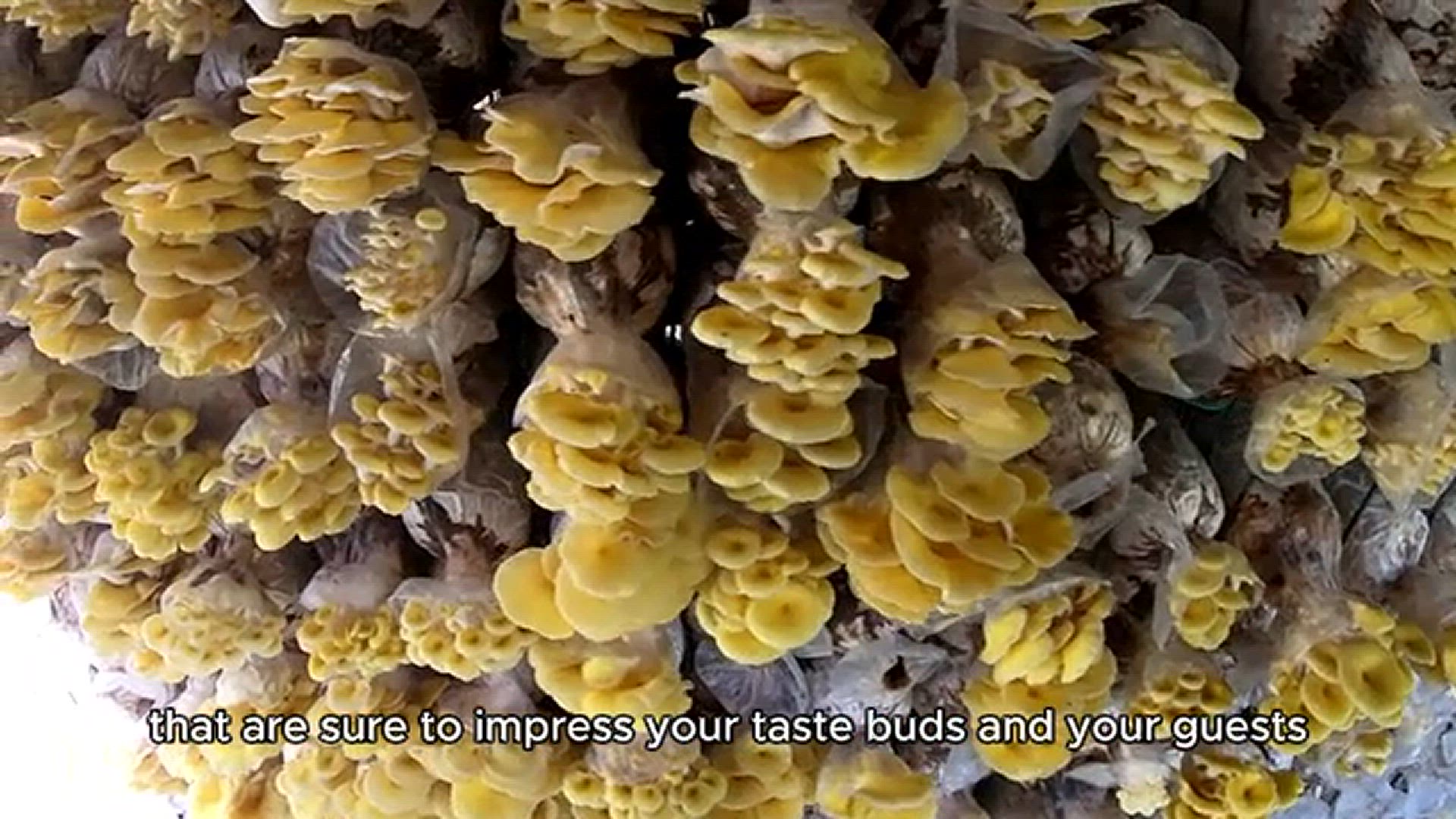 'Video thumbnail for Stuffed mushrooms recipe'