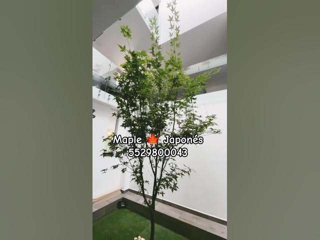 Video thumbnail for Japanese maple 🌿😎 Shop WhatsApp 55298043.🍁🛒 Tienda Sustentable  México. #shorts