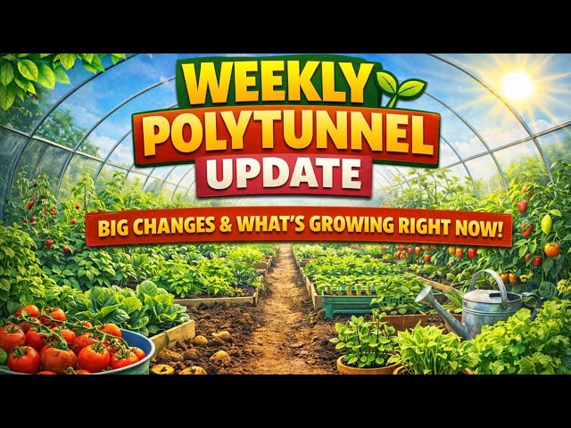 Video thumbnail for Weekly Polytunnel Update 🌱 Big Changes & What’s Growing Right Now!