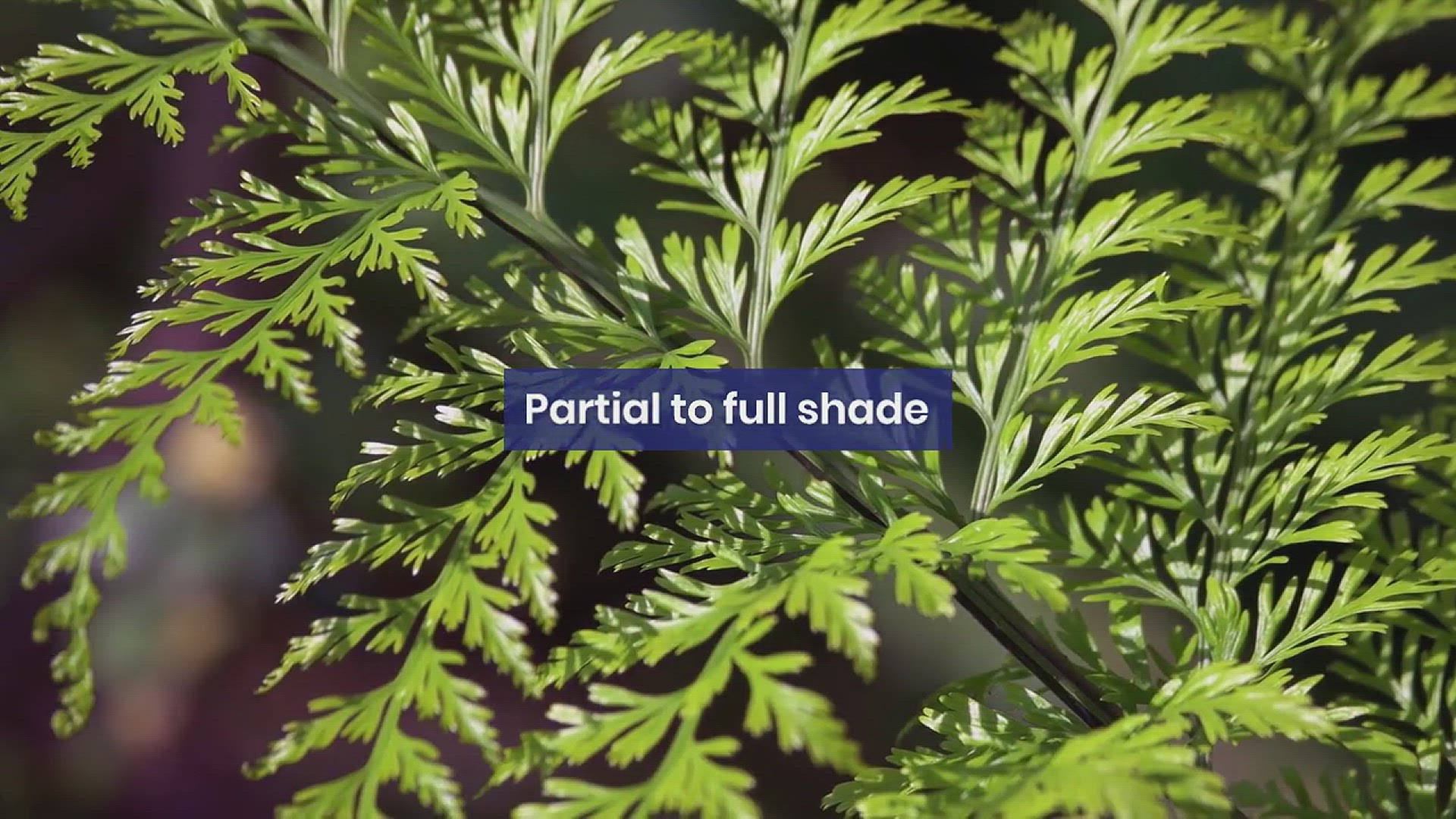 'Video thumbnail for How to Grow Pachysandra in Your Garden'