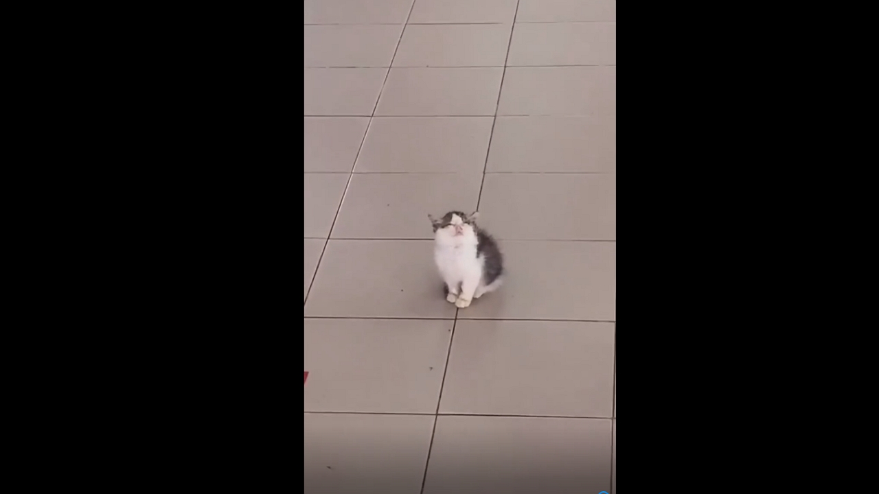 Video thumbnail for Kitten Takes an Adorable Nap While Lying on Its Back