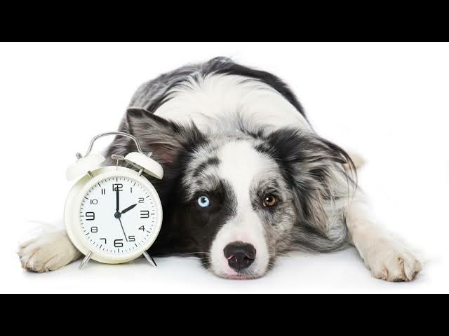 'Video thumbnail for HOW DOGS PERCEIVE TIME? by Doggozila Magazine'