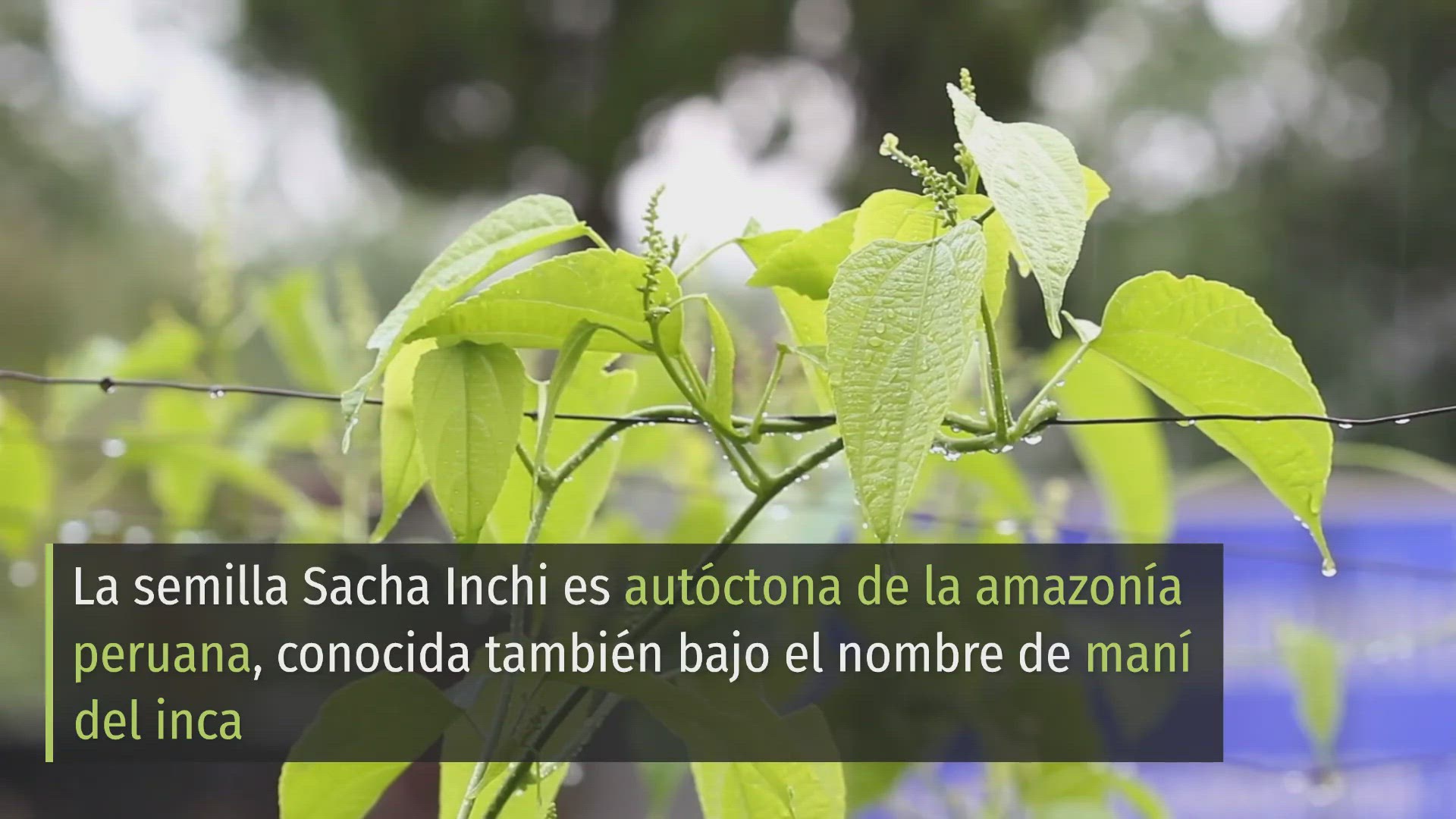 Video thumbnail for 8 Propiedades y Beneficios del del SACHA INCHI ‍⚕️✅