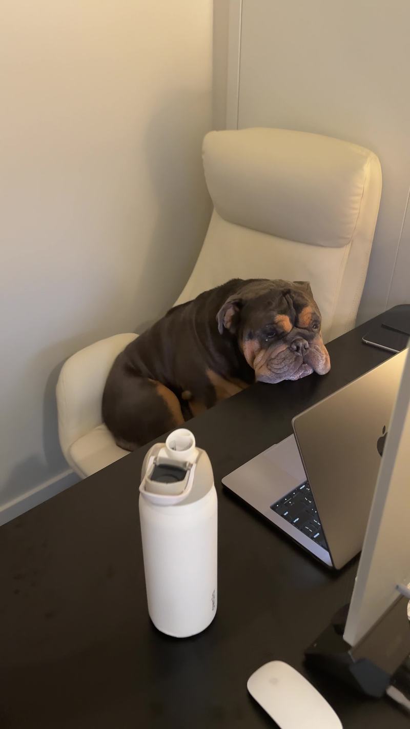 Video thumbnail for Bulldog Coworker Takes Over the Video Meeting Chair