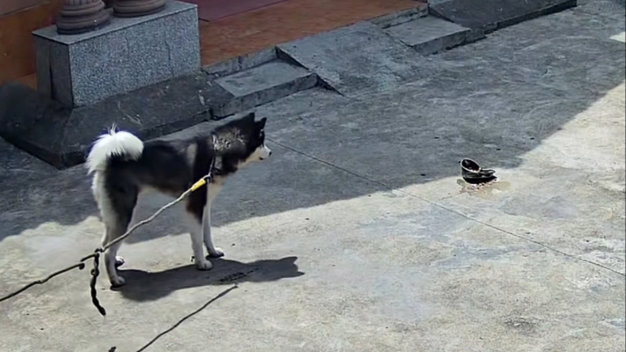 Video thumbnail for Husky Watches as Car Crushes Its Food Bowl in Shandong