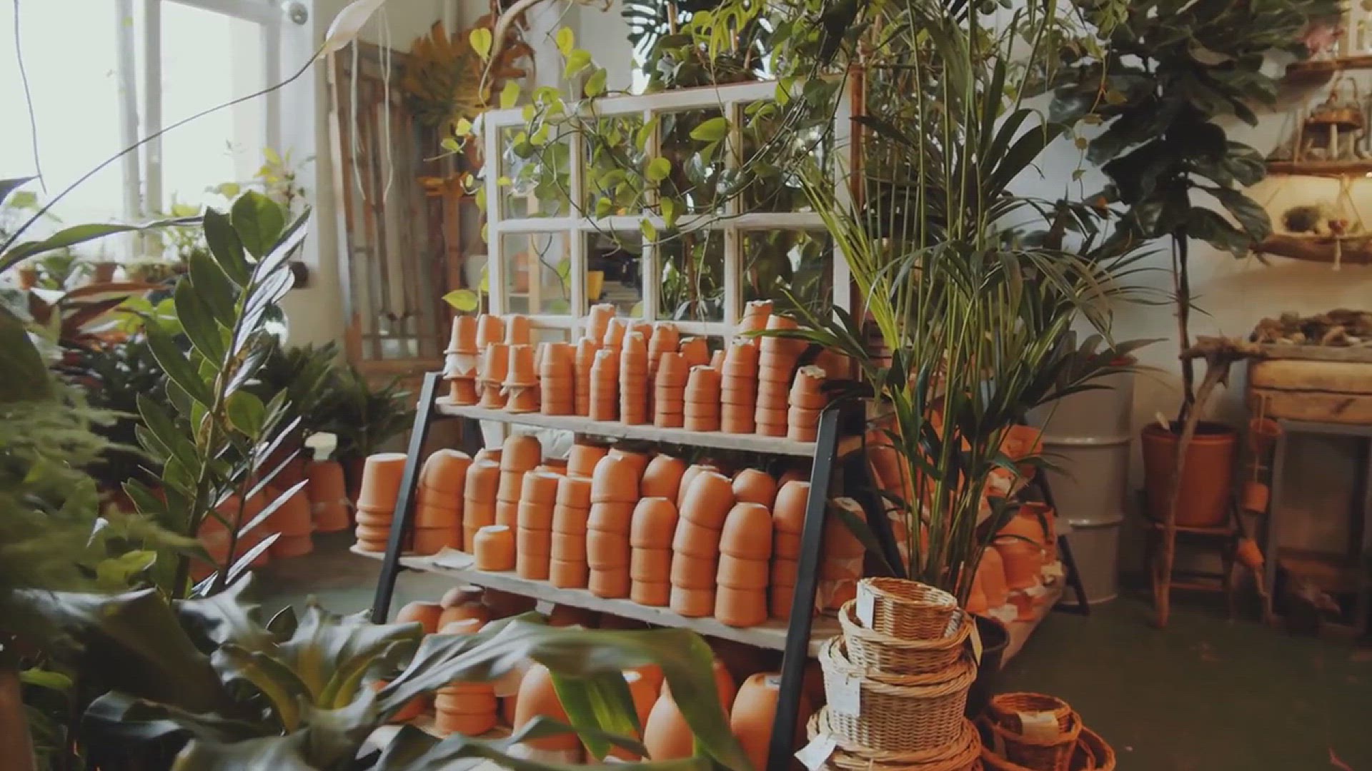 'Video thumbnail for The Best Air Plants Garden Ideas'