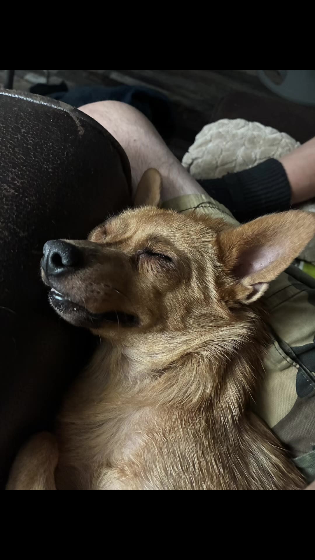 Video thumbnail for Prancer