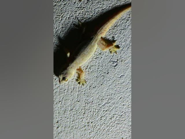Video thumbnail for The gecko lizard wait eat 🦎#gecko #geckos #reptiles #lizard #exoticpet #Tuko #nature #birds