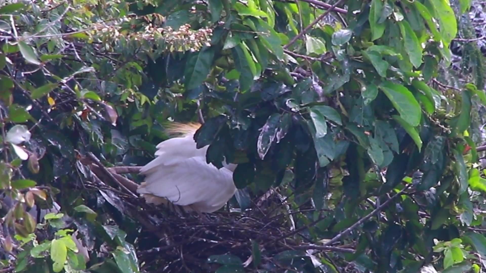 Video thumbnail for Mother care baby bird on nest at forest