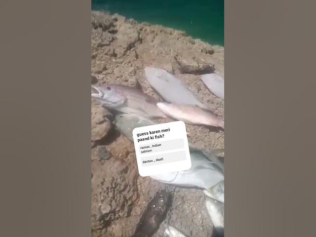 Video thumbnail for french beach report 🐠🐟 #fishing #fishingfun #music #hiphopmusic #fish