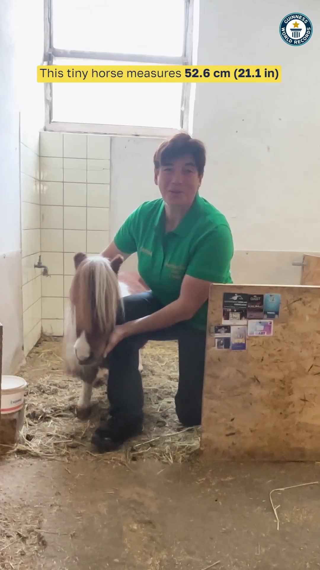 Video thumbnail for Shortest living horse  Pumuckel at 52.6 cm (21.1 in)