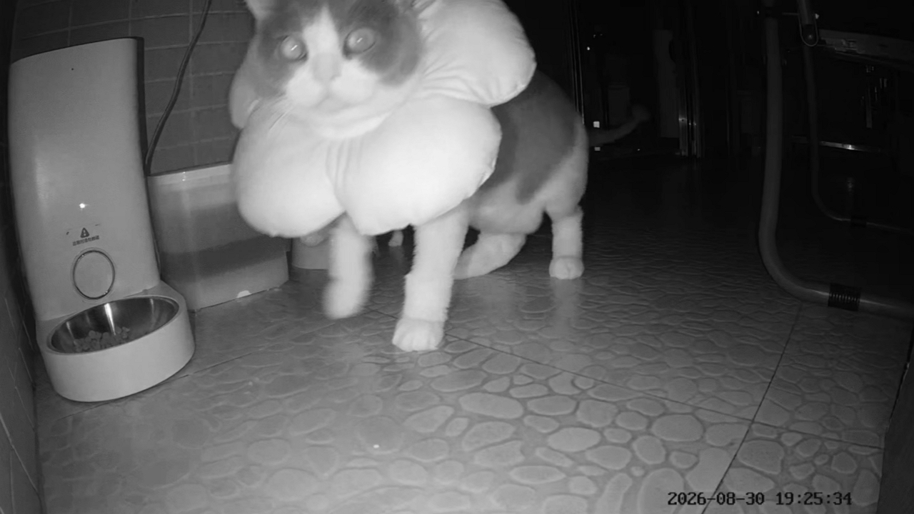 Video thumbnail for Kitten Surprises Cat at Feeding Time in Guangdong