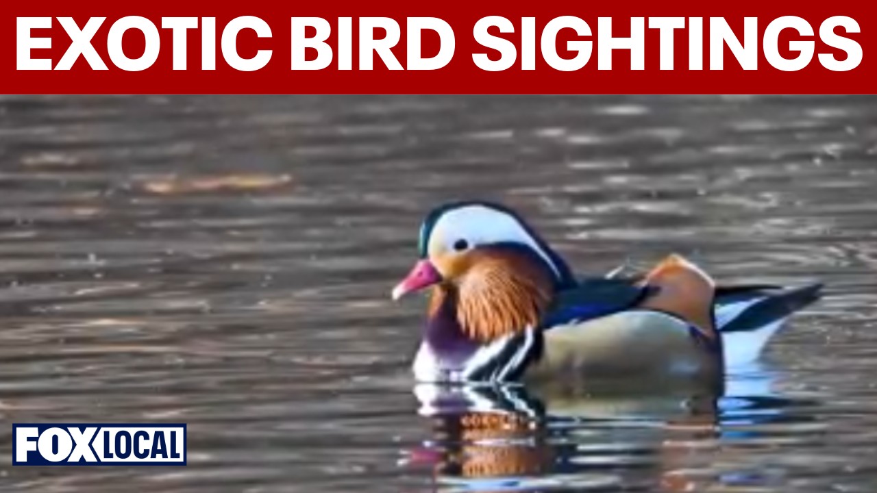 Video thumbnail for Exotic bird sightings rise across tri-state and Long Island
