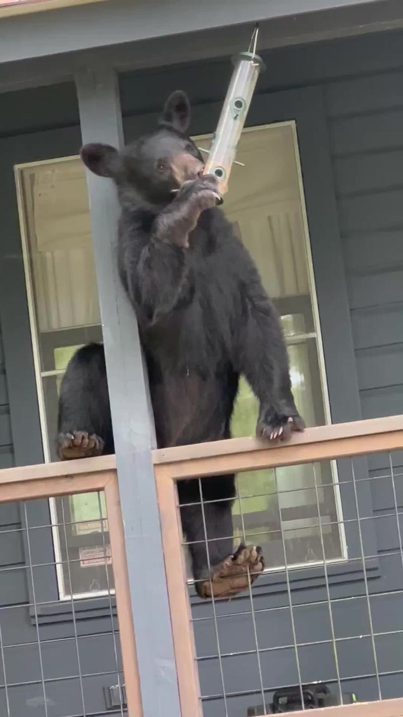 Video thumbnail for Curious Black Bear Raids Bird Feeder on Mountain Cabin Porch