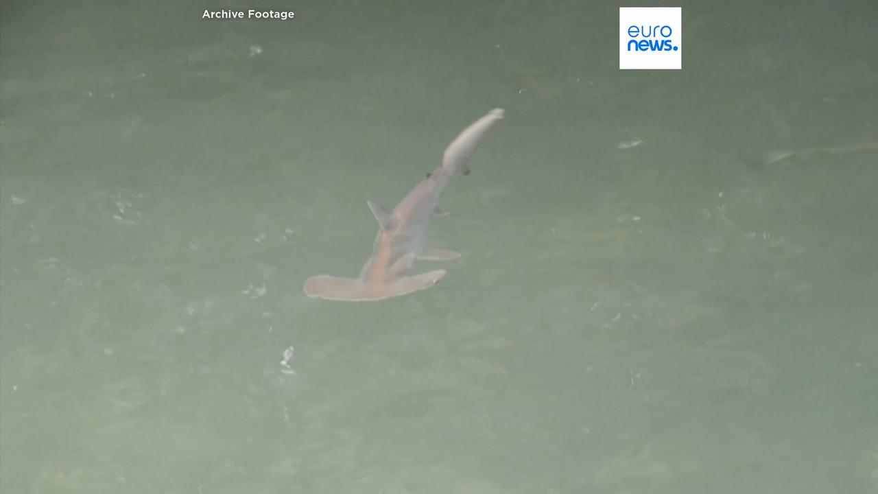 Video thumbnail for Trump administration moves to cut protections for endangered species