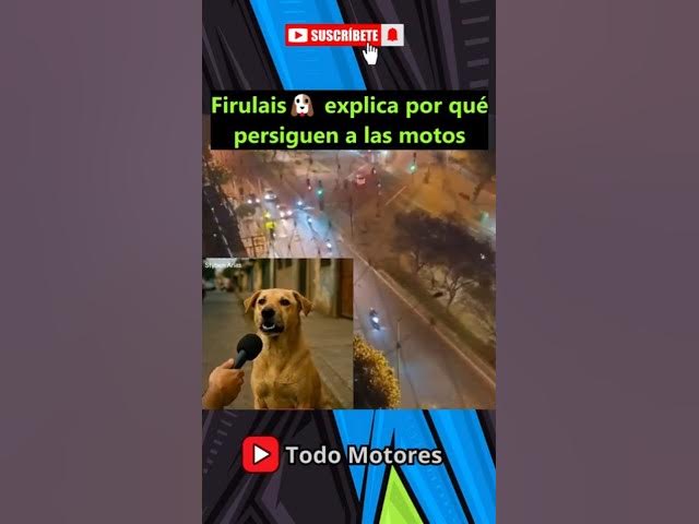 Video thumbnail for ¿Por qué los perros persiguen a las motos? TODA LA VERDAD