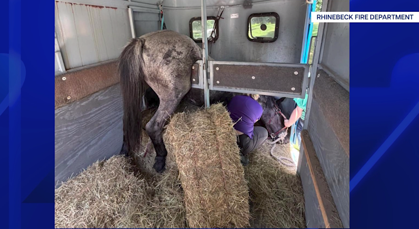 Video thumbnail for Emergency rescue frees horse stuck inside trailer near Rhinebeck farm