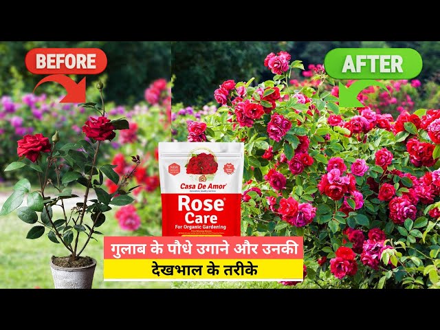 Video thumbnail for गुलाब के पौधे उगाने और उनकी देखभाल के तरीके || Rose Care Tips