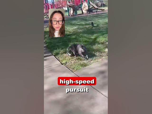 Video thumbnail for Vigilante Pup
