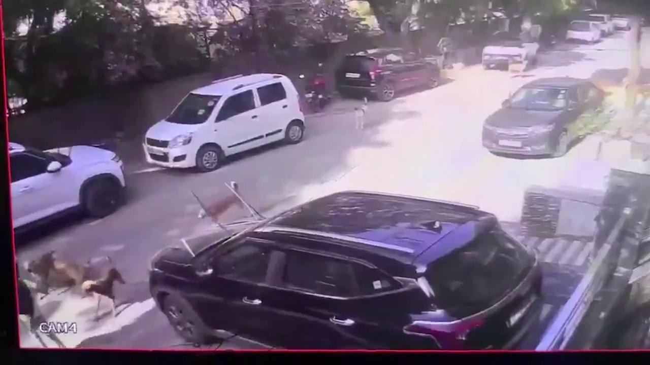 Video thumbnail for India: Panic on road as 5 street dogs attack student returning home after coaching classes.