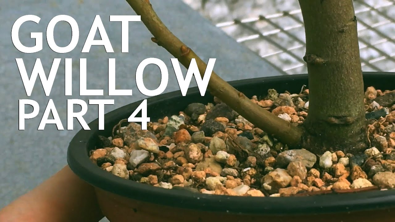 Video thumbnail for Goat Willow Bonsai. from seed, 4