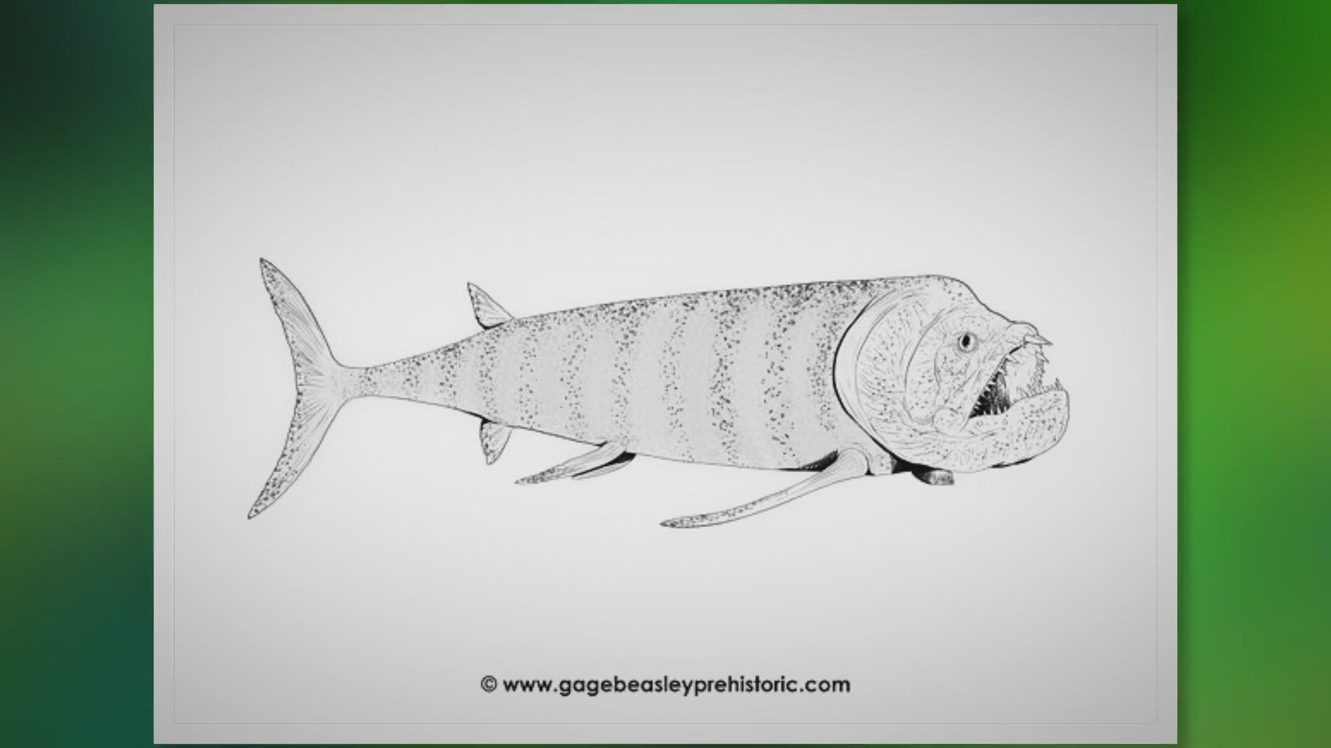 Video thumbnail for An Ultimate Guide to Xiphactinus: The Bulldog Tarpon