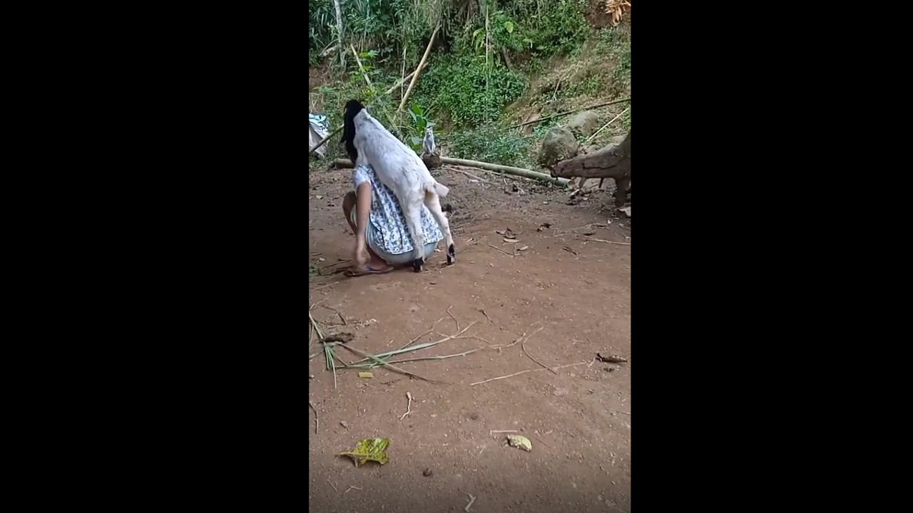 Video thumbnail for Woman Becomes a Mother Figure to an Orphaned Goat in Sweet Bond