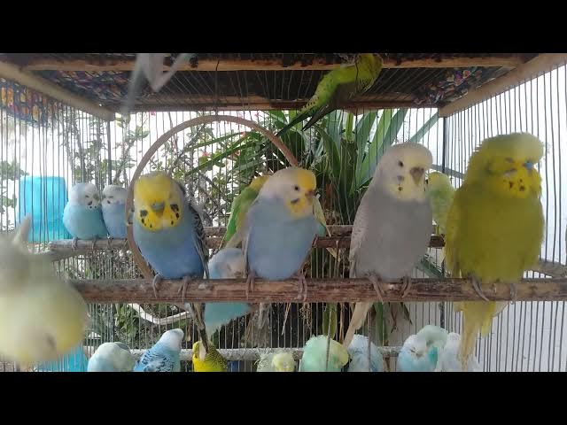 Video thumbnail for 🌙 “Durma leve – trilha suave de periquitos noturnos 💤”