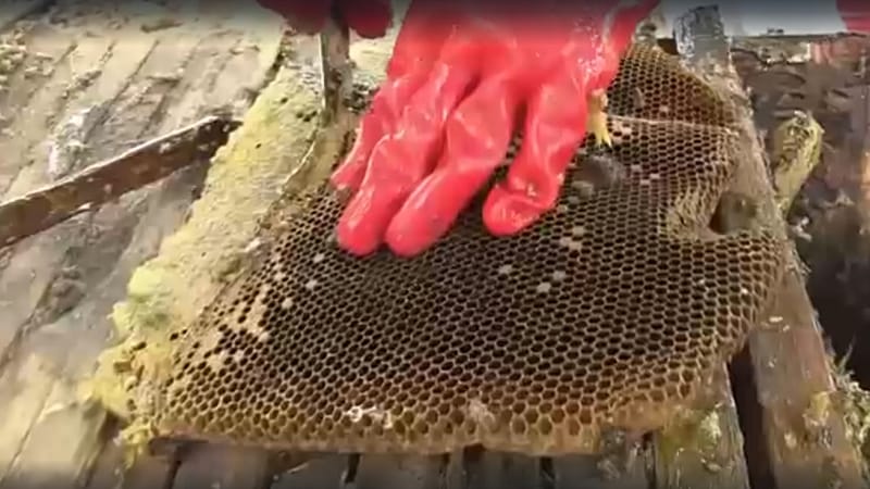 'Video thumbnail for Zambia's eco-friendly beekeeping helps combat deforestation'