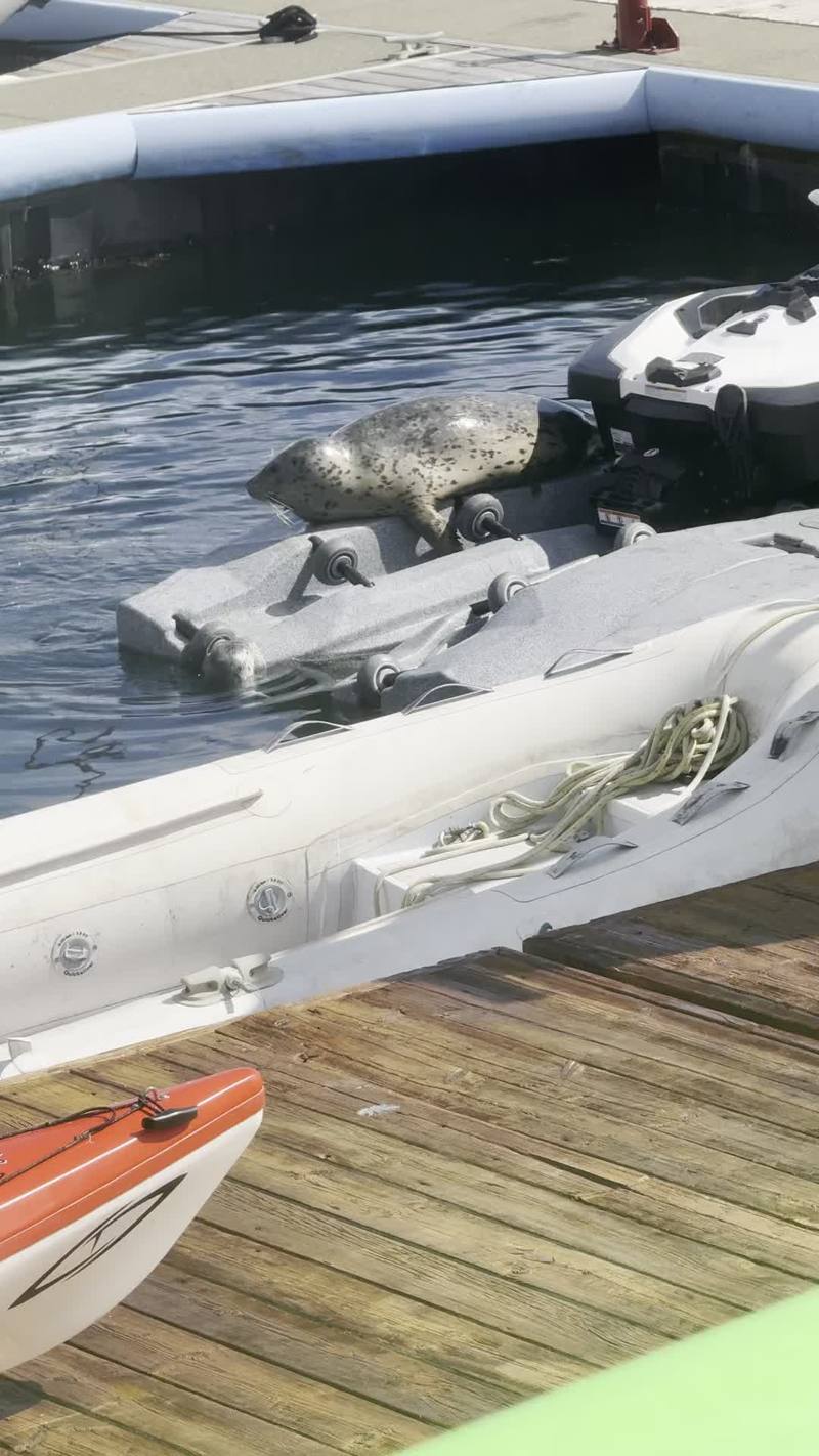 Video thumbnail for Harbor Seal Mother Resting with Newborn Pup at Peaceful Marina