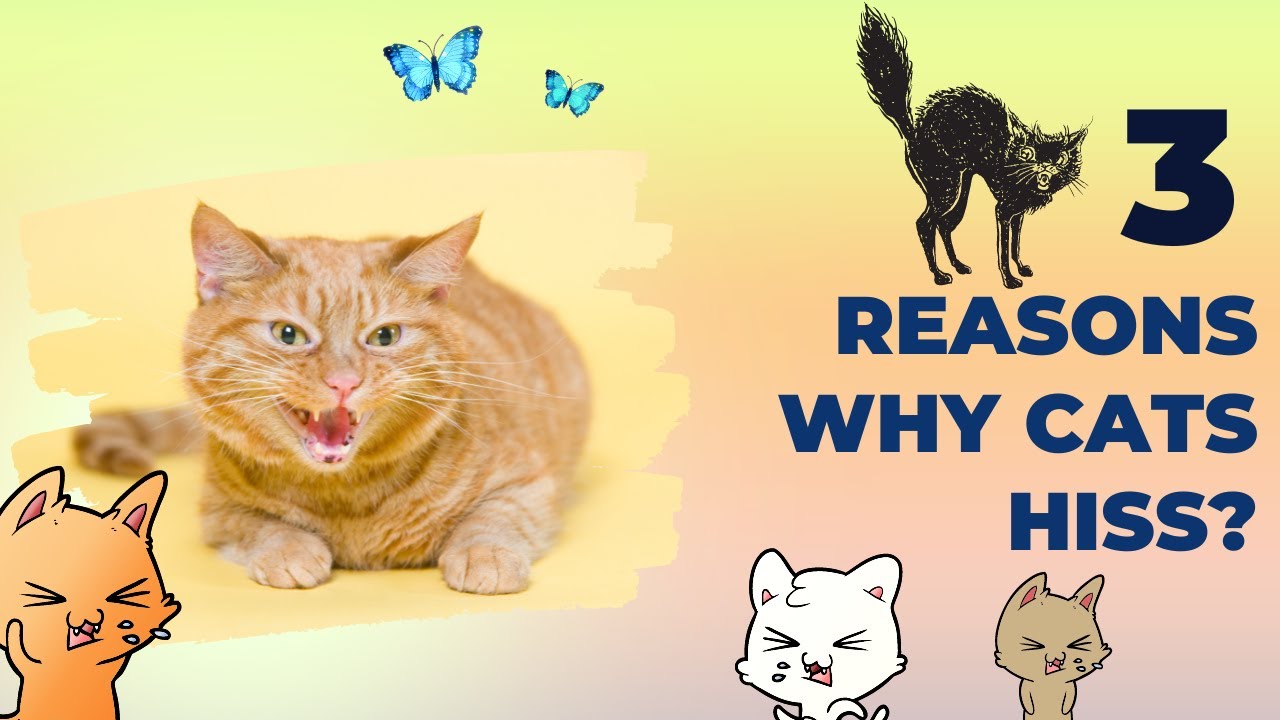 Video thumbnail for Why Do Cats Hiss Or Growl?