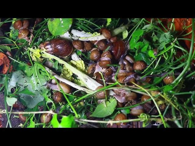 Video thumbnail for 🐌 Snails, 🐌 snial alot eating papaya fruits now 🦈