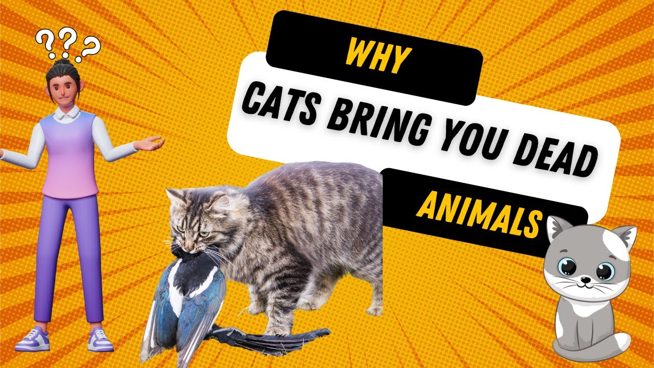 Video thumbnail for Why Cats Bring You Dead Animals?