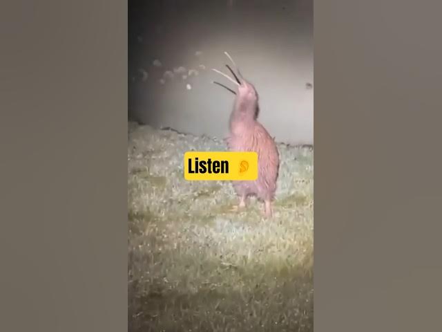 Video thumbnail for Don't be scared, that's just the sound of the Kiwi bird. #kiwibird #australiatravel #animalfacts