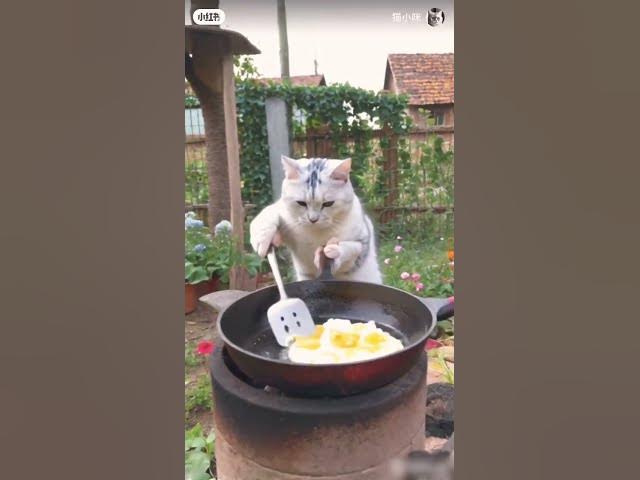 Video thumbnail for #funny #love #song #dance