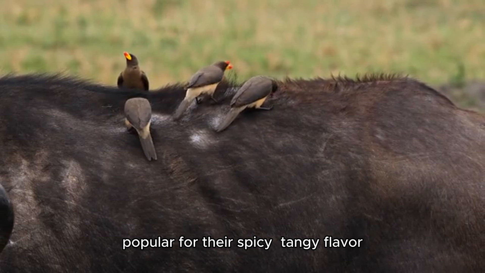 Video thumbnail for Buffalo Wings Recipe