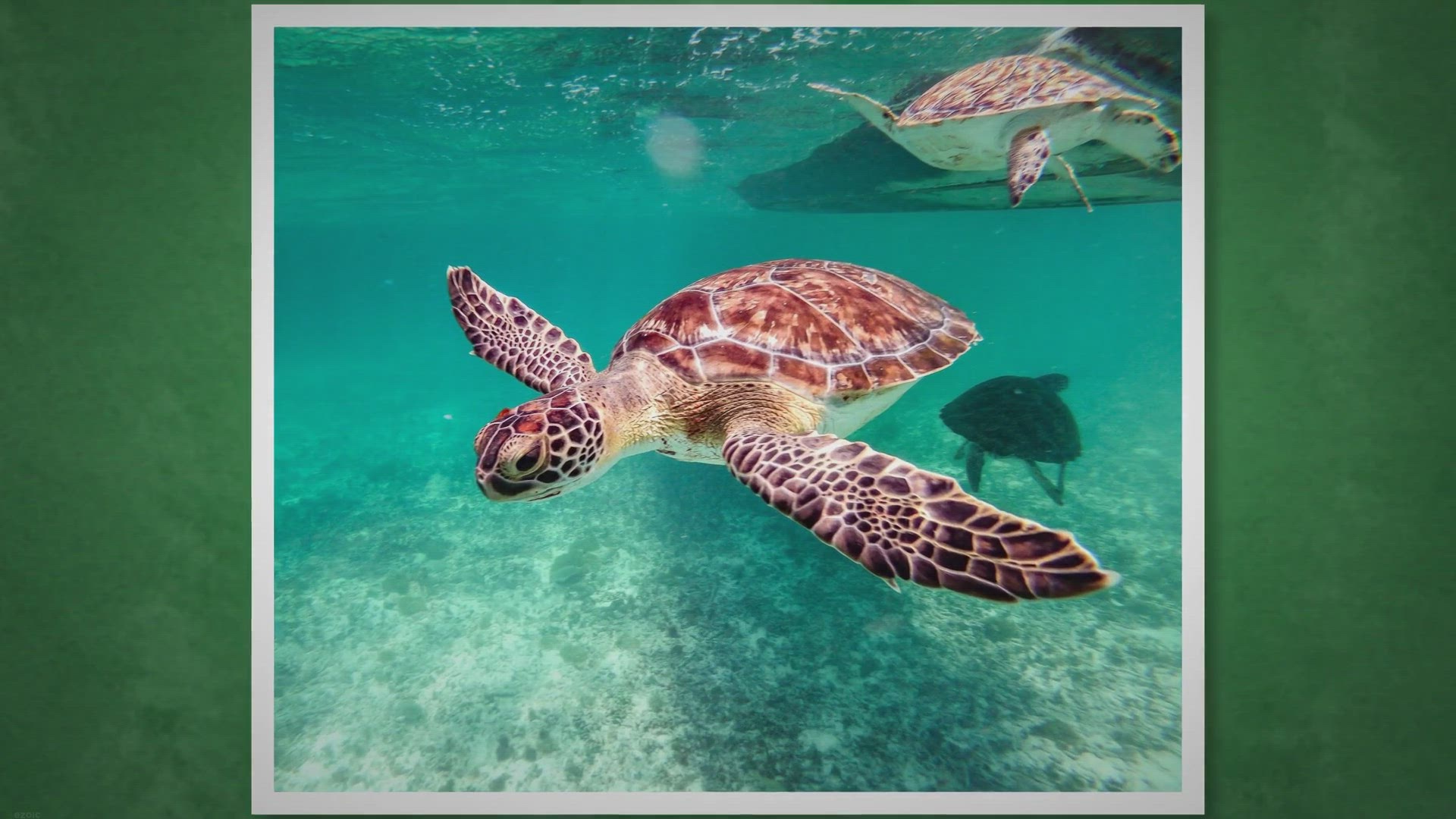 Video thumbnail for Do Turtles Get Attached To Their Owners?(The Secret Bond Unveiled)