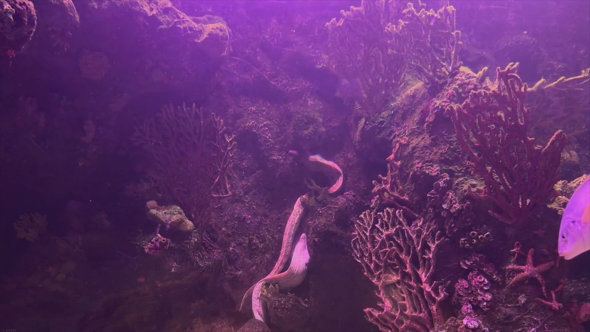 Video thumbnail for Fish Tank Theme Ideas for Beginners: Dive into the World of Aquatic Aesthetics