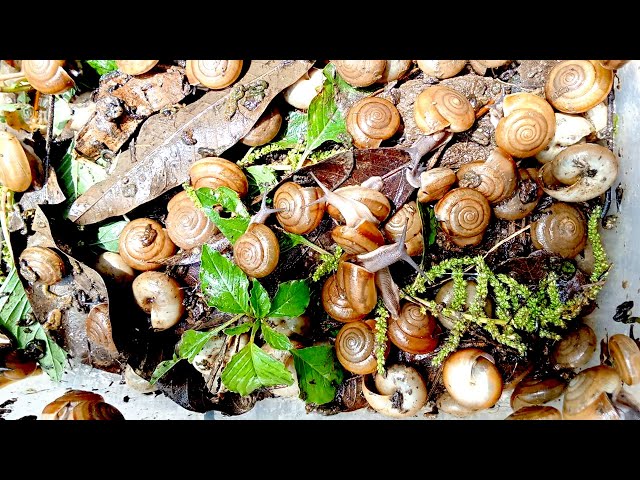 Video thumbnail for 🐌 Snails, 🐌 snial alot eating papaya fruits now
