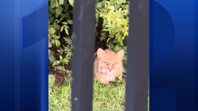 Video thumbnail for Rare bobcat caught on camera peeking into Sussex County backyard