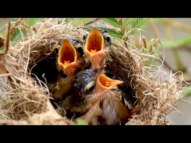 Video thumbnail for Hungry little bird wait to eat food on nest