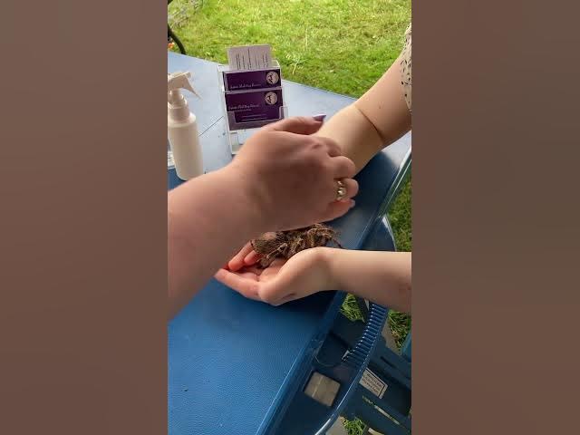 Video thumbnail for Holding a spider for first time/facing my fear of spiders the first time🕷️