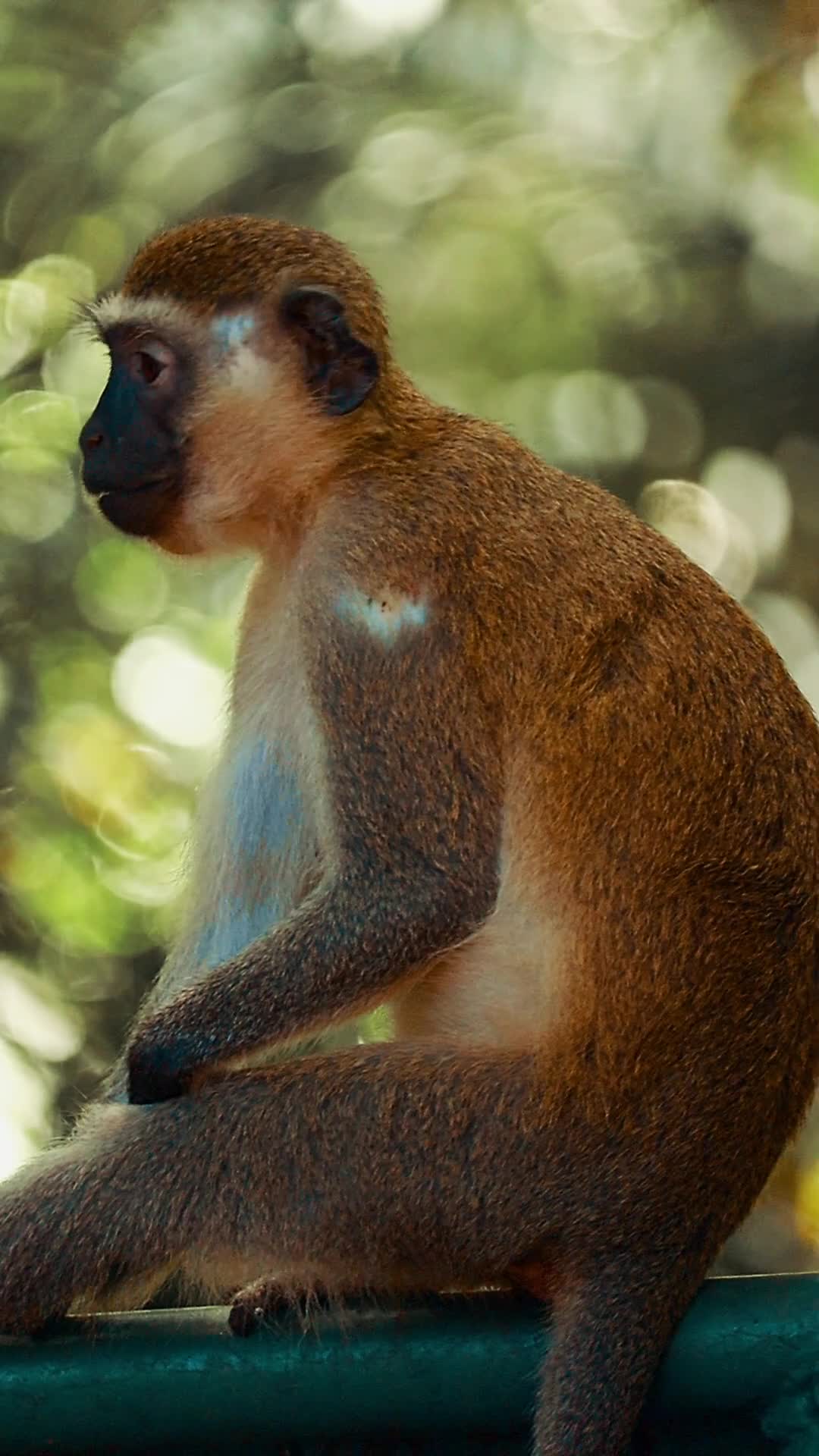 Video thumbnail for 13345568_1080_1920_24fps