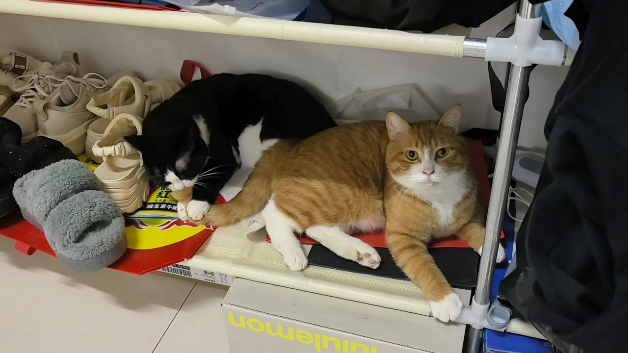 Video thumbnail for Cat Playfully Bites Companion’s Tail While Relaxing Together