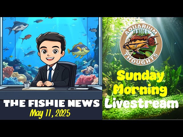 Video thumbnail for The Fishie News - May 22, 2025 - Aquarium Thoughts